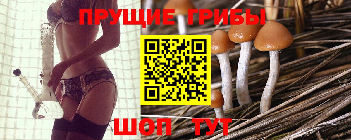 Галлюциногенные грибы Psilocybine cubensis Майкоп
